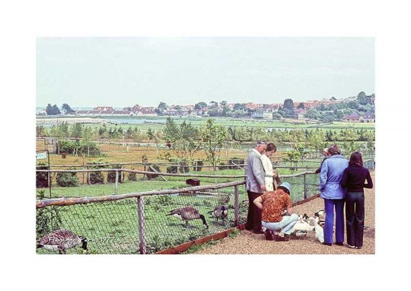 Vintage photograph Flamingo Park Isle Of Wight