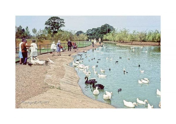 Vintage photograph Flamingo Park Isle Of Wight