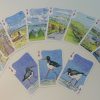 Maria ward isle of wight playing cards deck of cards island artist designs